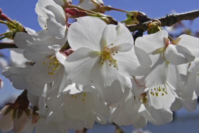 Cherry Blossoms 06