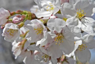 Cherry Blossoms 06