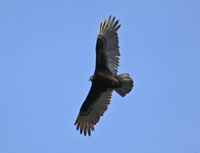 Westmoreland vulture.jpg