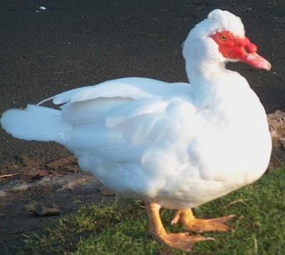 Funny looking duck.