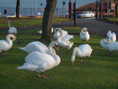 Swans in the park.