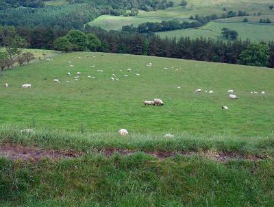 Sheeps dining room Derwentside.