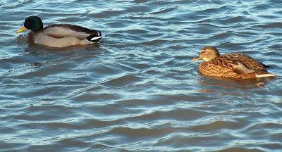 A couple of ducks.