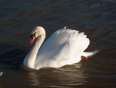Another swan.