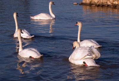 More swans.