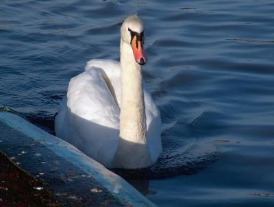Pretty Swan.