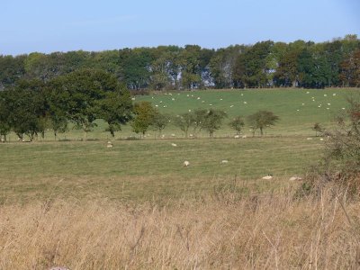002  Field of sheep.