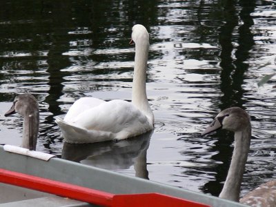 050 Sweethope Lough.