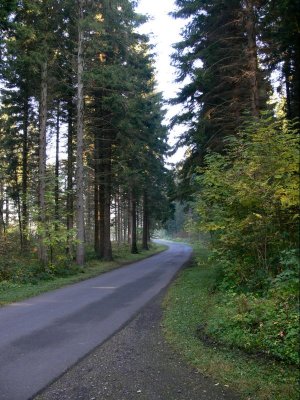 099 Hamsterley Forest.