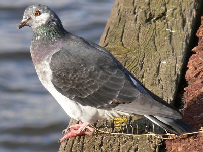 A Geordie Pigeon.