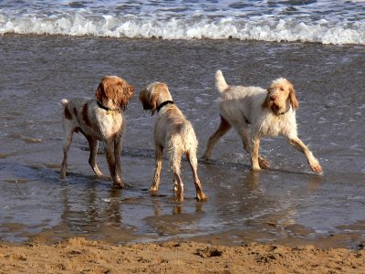 Three very wet dogs