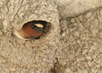 hirondelle-à-front-blanc-28.jpg