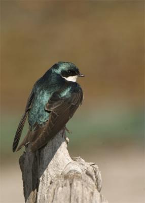 hirondelle-bicolore-10-04-0.jpg
