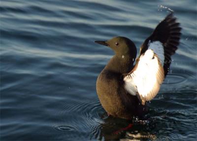 guillemot--mirroir-06.jpg