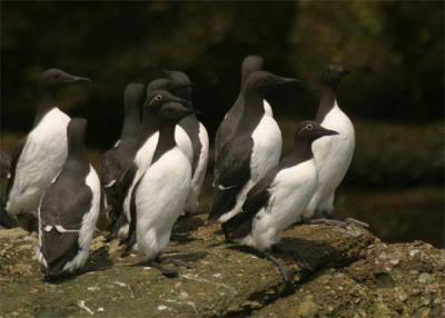 guillemot-marmette-30-05-05.jpg