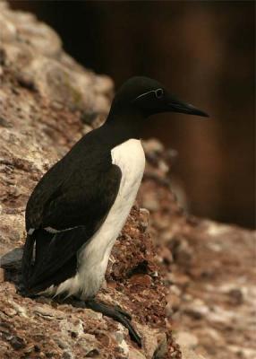 guillemot-marmette-077.jpg