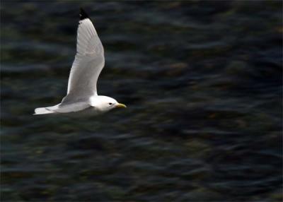 mouette-tridactyle-062.jpg