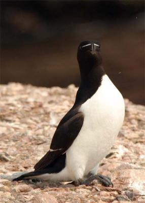 petit-pingouin-061.jpg