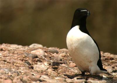 petit-pingouin-069.jpg