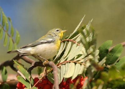 paruline--collier_9142.jpg