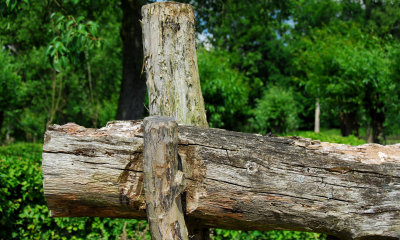 Wood