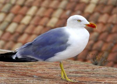 g3/93/653593/3/58670472.RareVogel.jpg