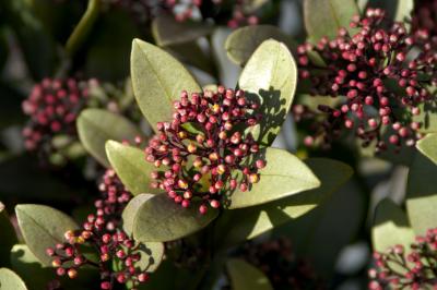 g3/93/653593/3/58854815.GardenPlant.jpg
