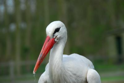 Stork