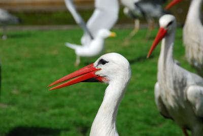 Stork