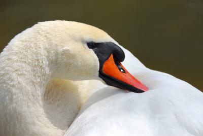 Swan
