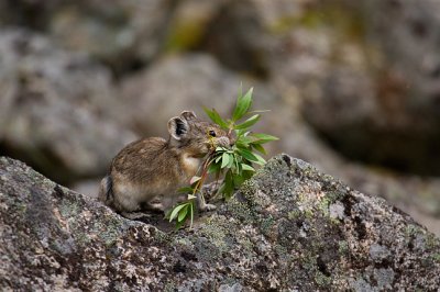 Pika