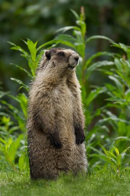 Hoary Marmot