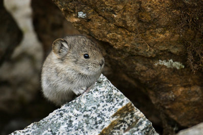 Baby Pika