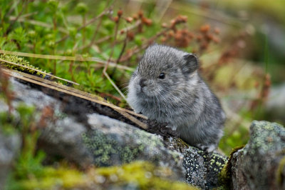 Baby Pika