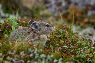 Pika