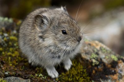 Pika