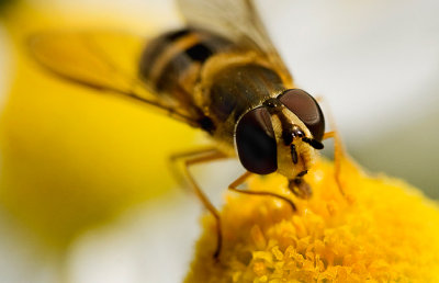 Hoverfly