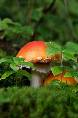 Amanita Mushroom