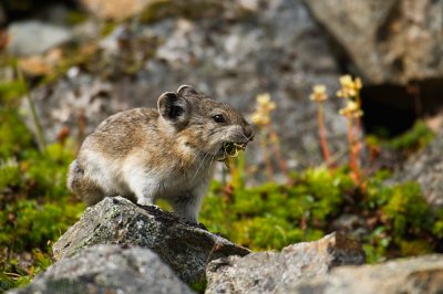Pika
