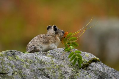 Pika