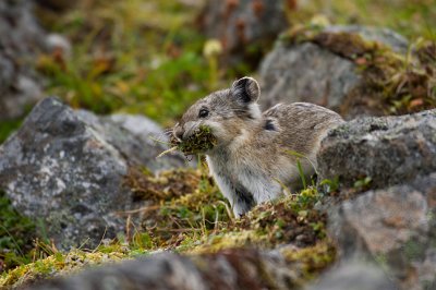 Pika