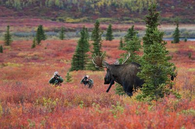 Moose Hunters ...Or Hunted