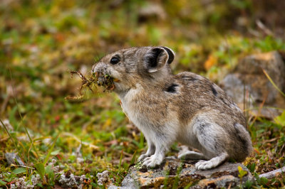 Pika