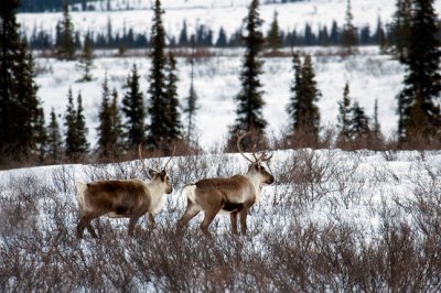 Caribou