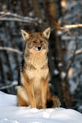 Smiling Coyote