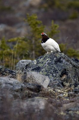 Ptarmigan