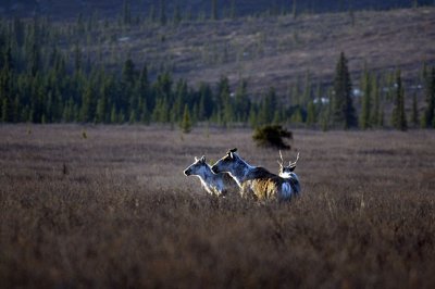Caribou