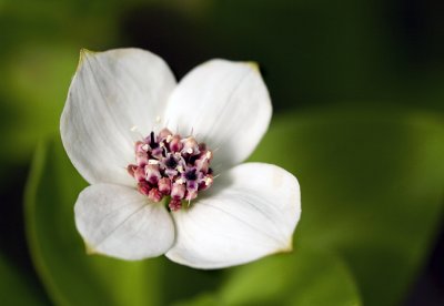 Dwarf Dogwood