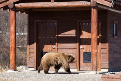 Grizzly At The Outhouse Door!