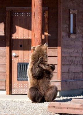 Grizzly At The Outhouse Door!